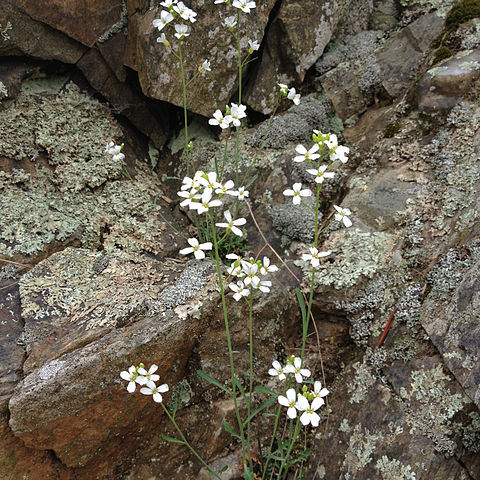 Arabidopsis lyrata (l.) o'kane unspecified picture