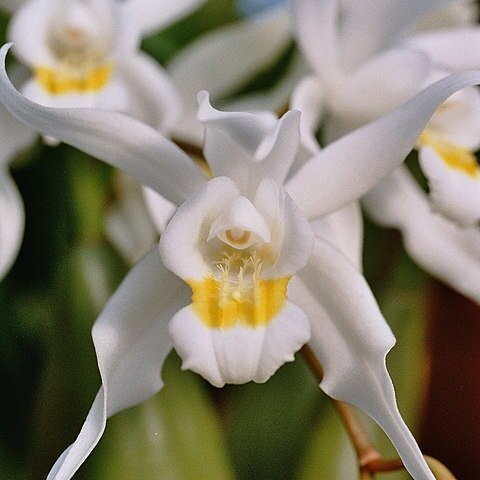 Coelogyne mossiae unspecified picture