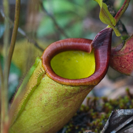 Nepenthes deaniana unspecified picture