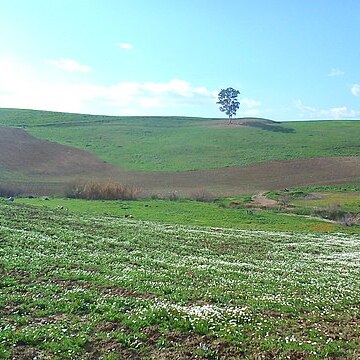 Eucalyptus capillosa unspecified picture