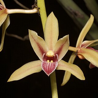 Cymbidium bicolor unspecified picture