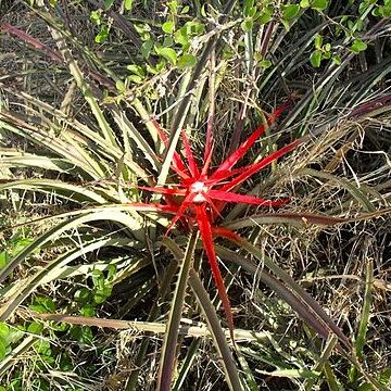 Bromelia hieronymi unspecified picture