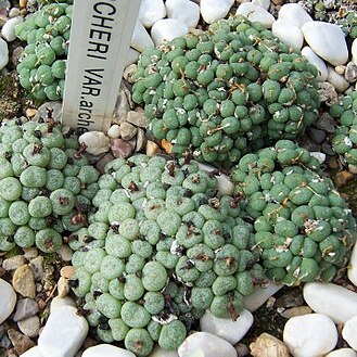 Conophytum piluliforme unspecified picture