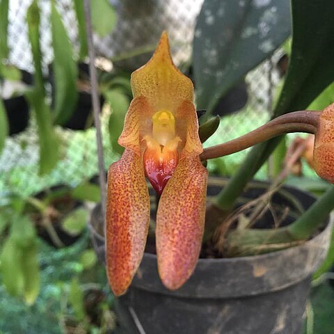 Bulbophyllum cootesii unspecified picture