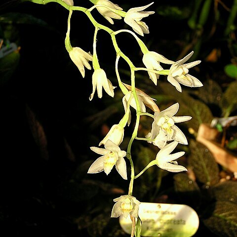 Coelogyne pholidotoides unspecified picture