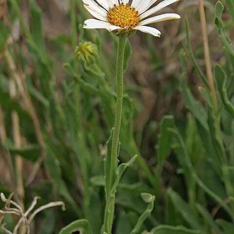 Dimorphotheca caulescens unspecified picture