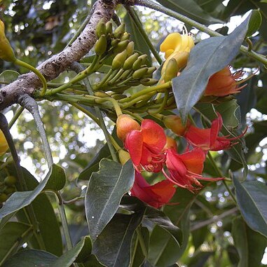 Castanospermum unspecified picture