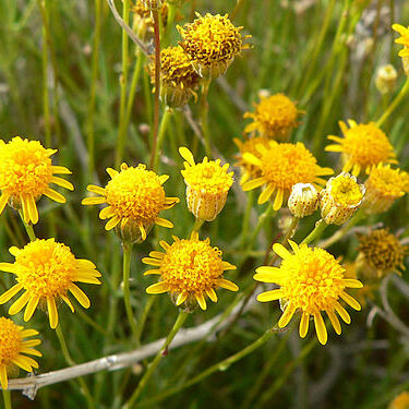 Thymophylla pentachaeta var. belenidium unspecified picture