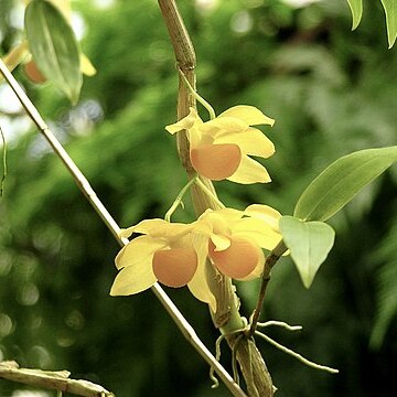 Dendrobium chrysocrepis unspecified picture