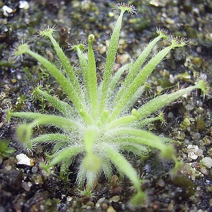 Drosera dilatatopetiolaris unspecified picture