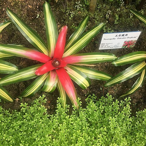 Neoregelia eleutheropetala unspecified picture