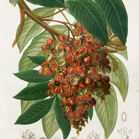 Sapindaceae unspecified picture