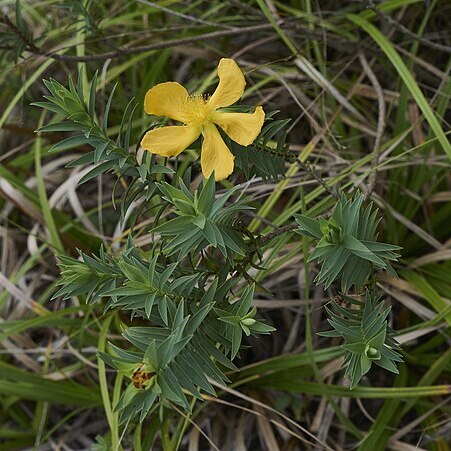 Hypericum terrae-firmae unspecified picture