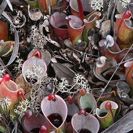 Heliamphora minor unspecified picture