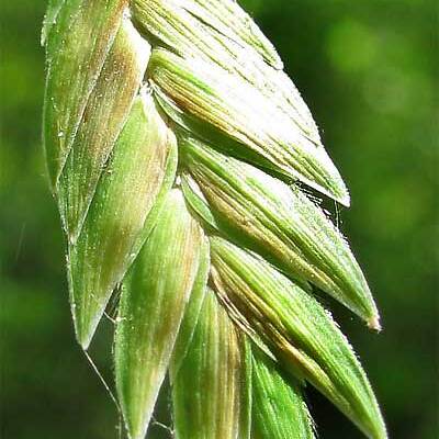 Chasmanthium unspecified picture