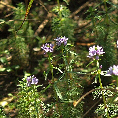 Limnophila heterophylla unspecified picture