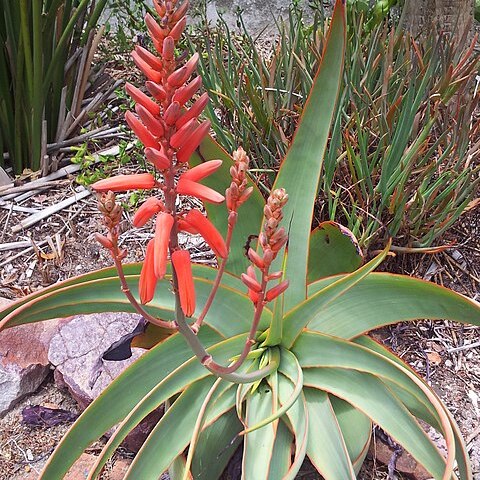 Aloe pulcherrima unspecified picture