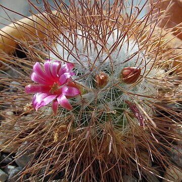 Mammillaria rekoi subsp. leptacantha unspecified picture