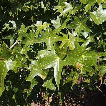 Brachychiton collinus unspecified picture