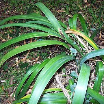 Dietes robinsoniana unspecified picture