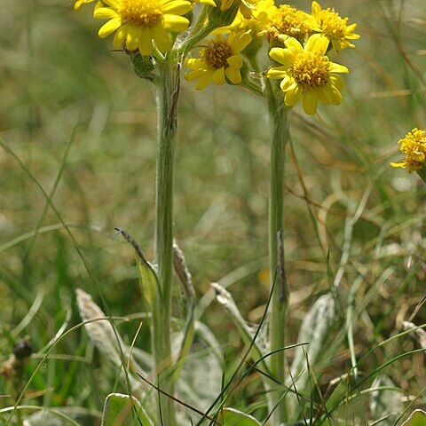 Tephroseris integrifolia subsp. maritima unspecified picture