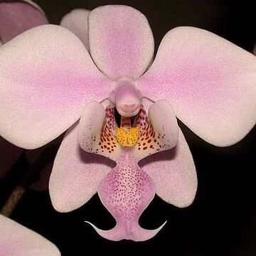 Phalaenopsis schilleriana unspecified picture