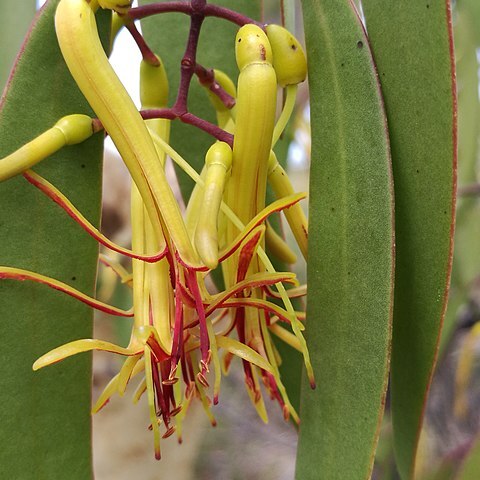 Muellerina eucalyptoides unspecified picture