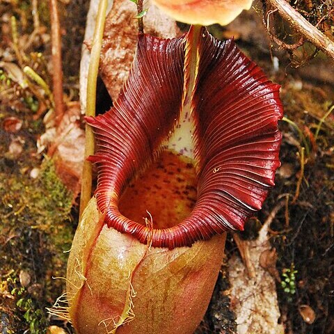 Nepenthes ovata unspecified picture