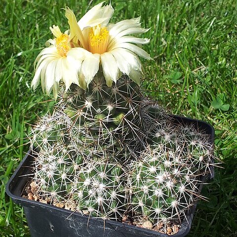 Coryphantha jalpanensis unspecified picture