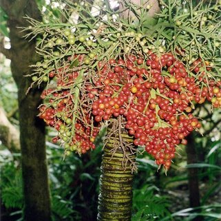 Lepidorrhachis mooreana unspecified picture