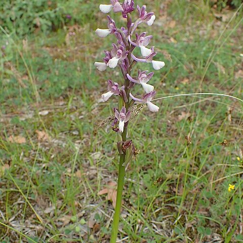 Anacamptis morio subsp. caucasica unspecified picture