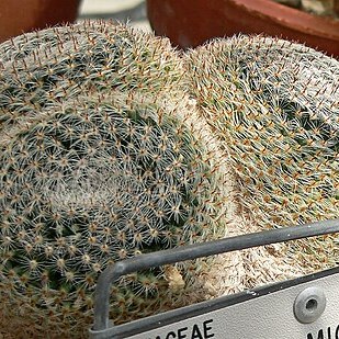 Mammillaria formosa subsp. microthele unspecified picture