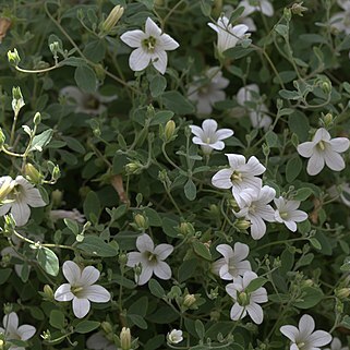 Campanula cashmiriana unspecified picture