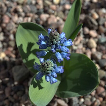 Hyacinthella lineata unspecified picture