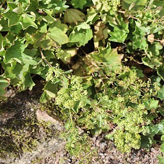 Alchemilla murbeckiana unspecified picture