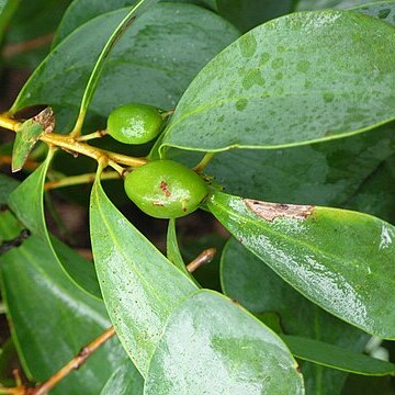 Persoonia elliptica unspecified picture