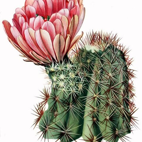 Echinocereus x roetteri unspecified picture