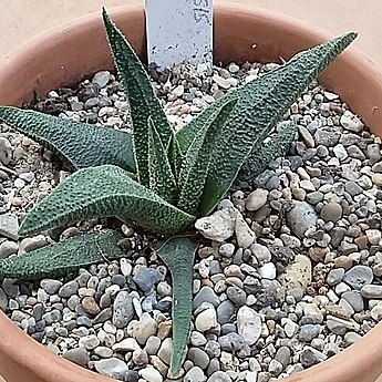 Haworthiopsis scabra var. morrisiae unspecified picture