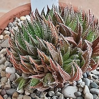 Haworthia rossouwii var. petrophila unspecified picture