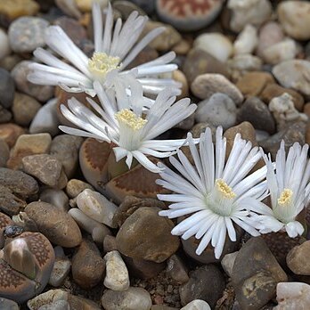 Lithops hallii unspecified picture