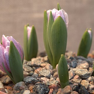 Fritillaria alburyana unspecified picture