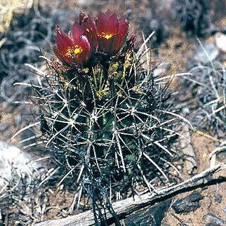 Sclerocactus cloverae unspecified picture