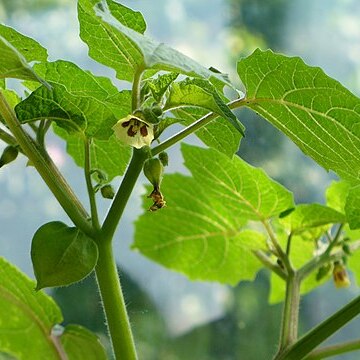 Physalis ixocarpa unspecified picture