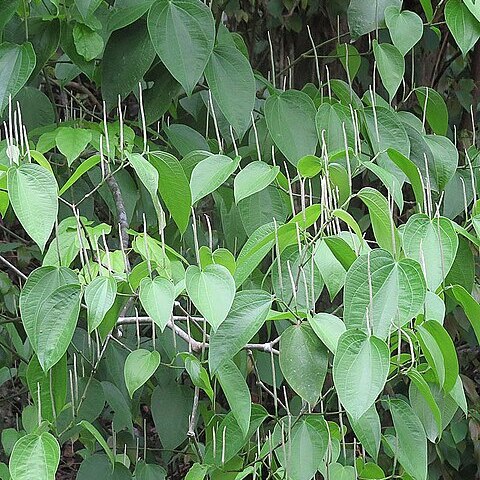 Piper reticulatum unspecified picture