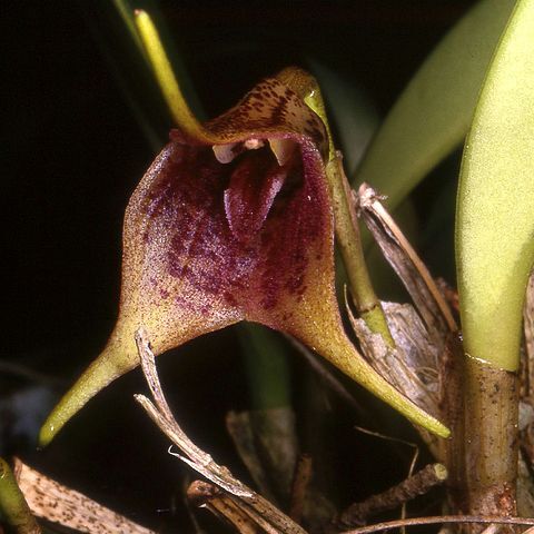 Masdevallia macroglossa unspecified picture