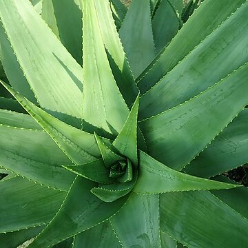 Aloe percrassa unspecified picture