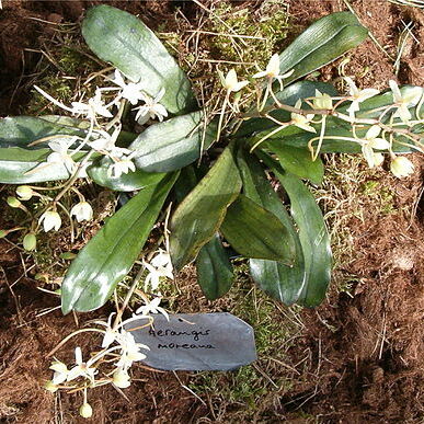 Aerangis mooreana unspecified picture