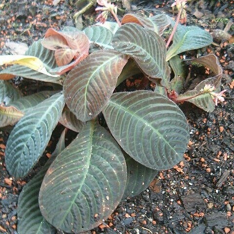 Hoffmannia discolor unspecified picture