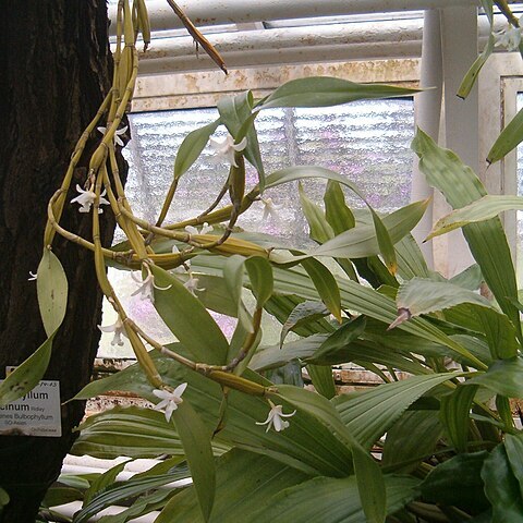 Dendrobium amoenum unspecified picture