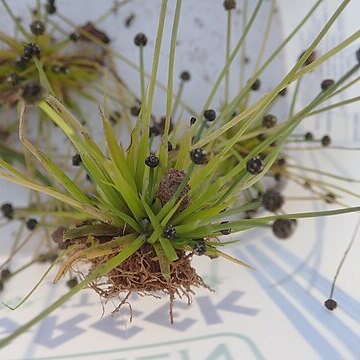 Eriocaulon australasicum unspecified picture